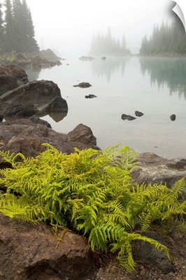 Alpine lady fern on volcanic rock, Battleship Islands, Garibaldi Lake, British Columbia