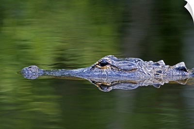 American Alligator in Everglades National Park, Florida