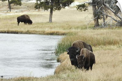 American Bison Along Nez Perce River, Autumn, Yellowstone National Park, Wyoming
