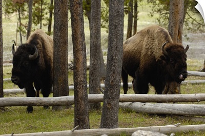 American Bison (Bison bison) Yellowstone National Park, Wyoming