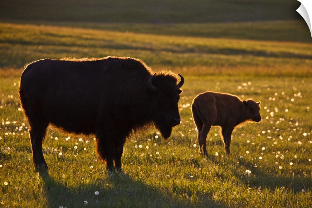 American Bison (Bison bison) female and young on North Dakota prairie at sunset