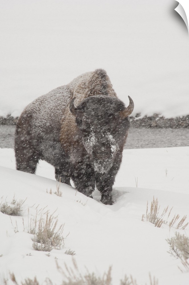 Yellowstone National Park, Yellowstone Bison (Bison bison) in snow storm, Wyoming.
