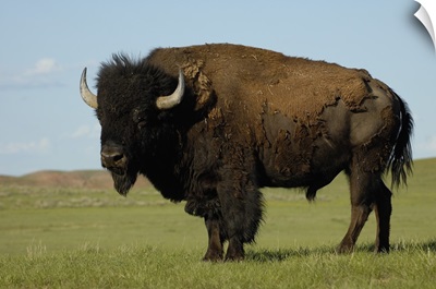 American Bison male, Durham Ranch, Campbell County, Wyoming