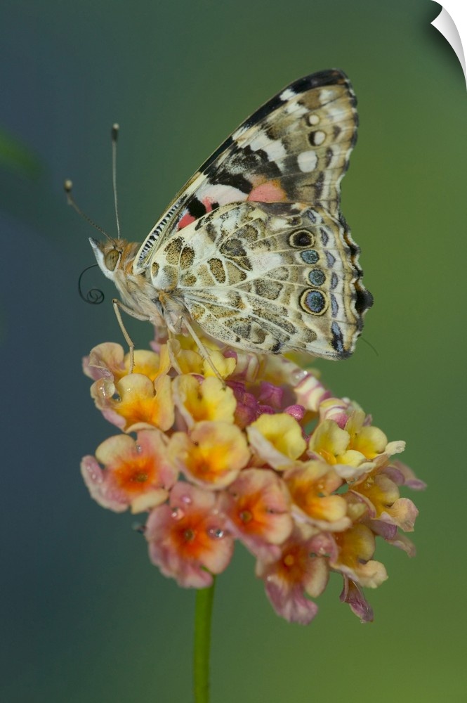 American Painted Lady Butterfly.