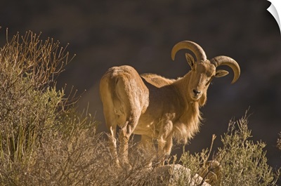 An adult mountain Barbary bighorn sheep forages high in the Guadalupe Mountains.