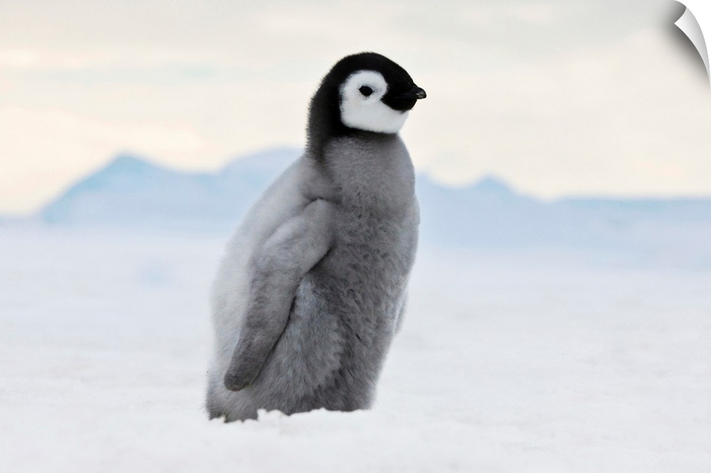 An Emperor Penguin (Aptenodytes forsteri) chick walks on ice, Snow Hill Island, Antarctica.