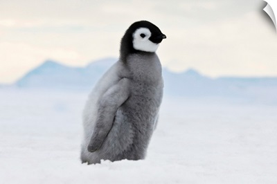 An Emperor Penguin Chick, Snow Hill Island, Antarctica