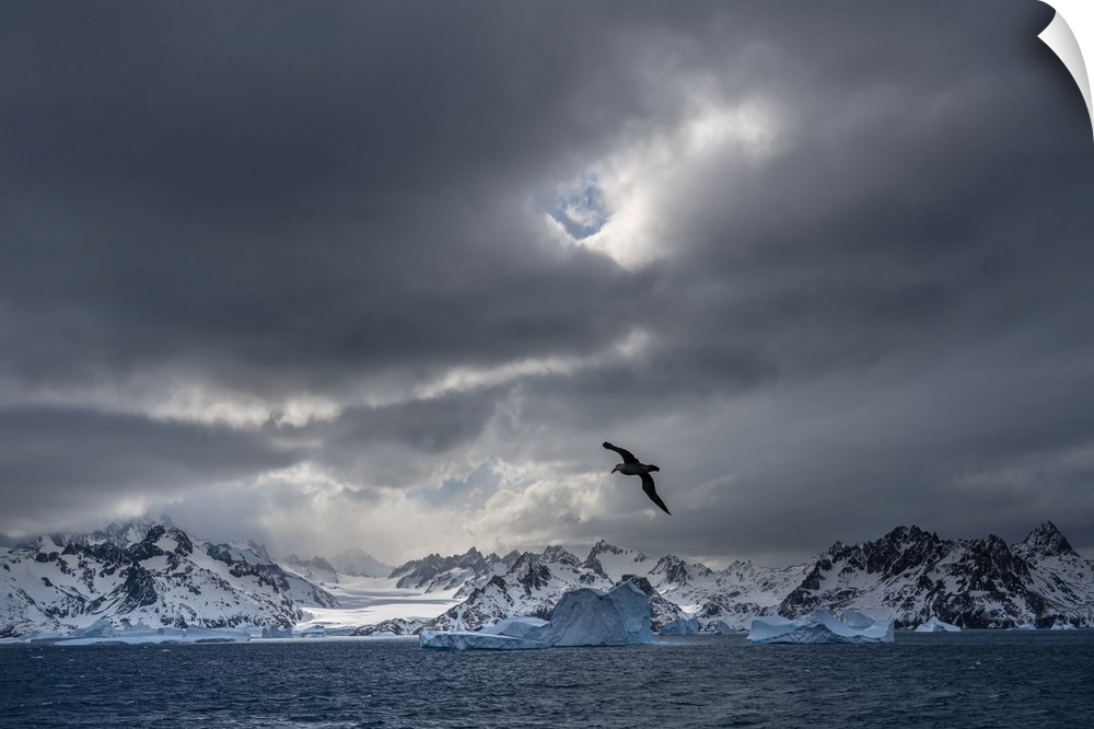 Antarctica, South Georgia island. Stormy sunset on glacier and flying bird.