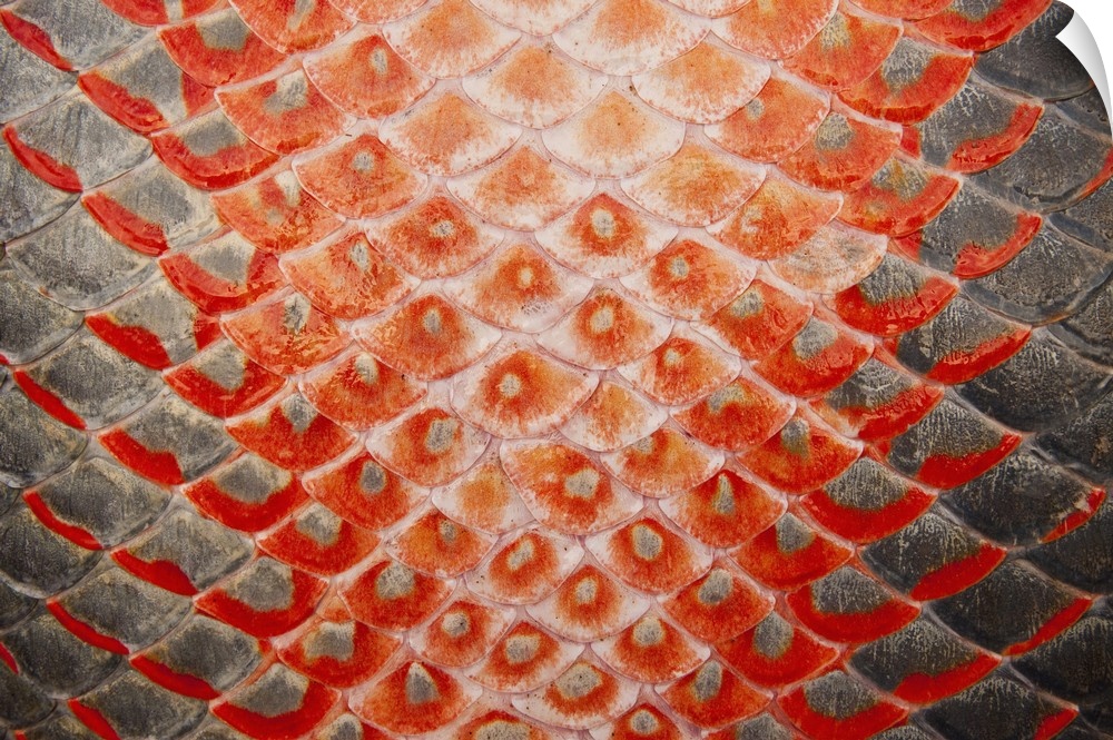 Arapaima (Arapaima gigas) Skin detail. Harvest on quota. A South American tropical Fish that is one of the largest in the ...