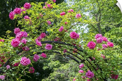 Arbor Of Pink Roses, USA