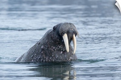 Arctic, Svalbard, Spitsbergen, Portrait Of A Walrus In The Water