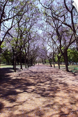 Argentina, Buenos Aires, Palermo, Jacarandas trees bloom in city parks