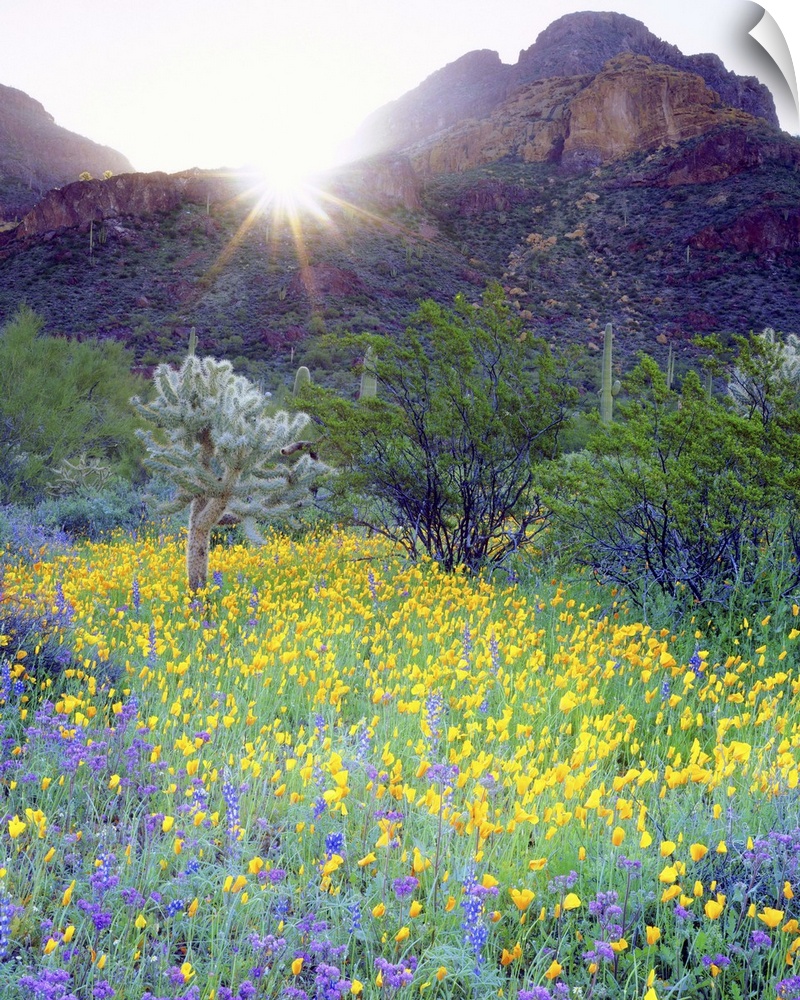 USA, Arizona, Organ Pipe Cactus National Monument. Wildflowers and cacti at sunrise.