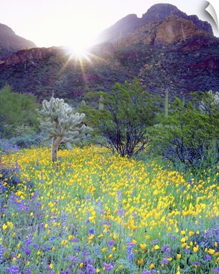 Arizona, Organ Pipe Cactus National Monument, Wildflowers and Cacti at Sunrise