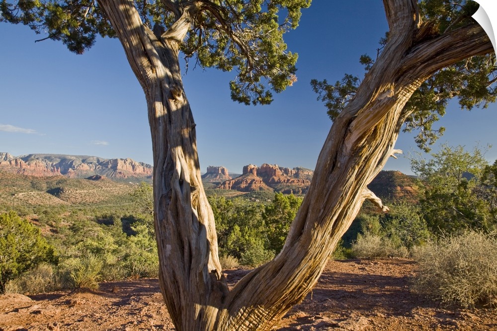 Arizona, Sedona, Red Rock Country, Old Juniper tree, Cathedral Rock in the background.