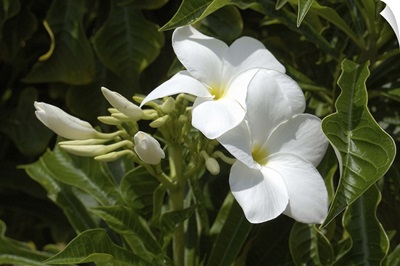 Aruba, Palm Beach, white flowers