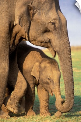Asia, India, Nargahole National Park. Indian Elephants (Elaphus Bengalensis)