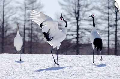 Asia, Japan, Hokkaido, Kushiro, Two Red-Crowned Cranes Practice Their Courtship Dance