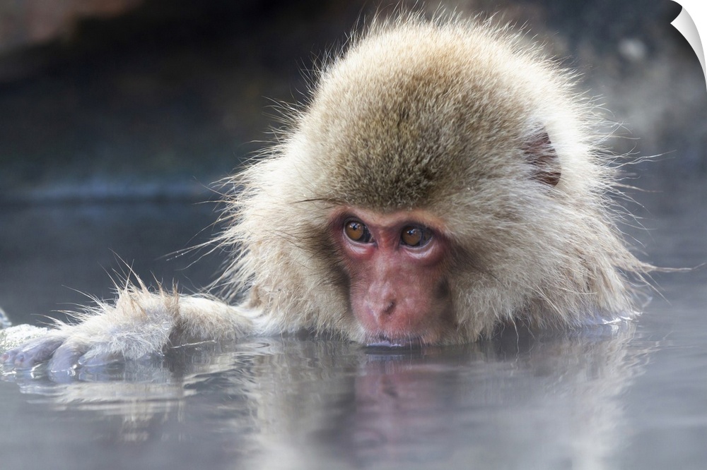 Asia, Japan, Nagano, Jigokudani Yaen Koen, snow monkey park, Japanese macaque, Macaca Fuscata. Portrait of a juvenile snow...