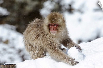 Asia, Japan, Nagano, Snow Monkey Park, A Young Japanese Macaque Plays With A Snowball