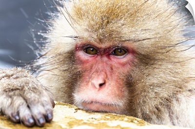 Asia, Japan, Nagano, Snow Monkey Park, Japanese Macaque, Headshot Of A Japanese Macaque