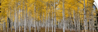 Aspen Grove In Fall Glows In This Image, Rocky Mountains, Colorado, USA