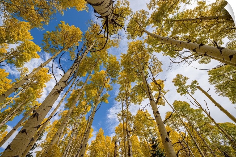 Aspen grove in fall, in the Rockies, Colorado, USA.