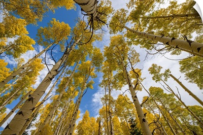 Aspen Grove In Fall, In The Rockies, Colorado, USA