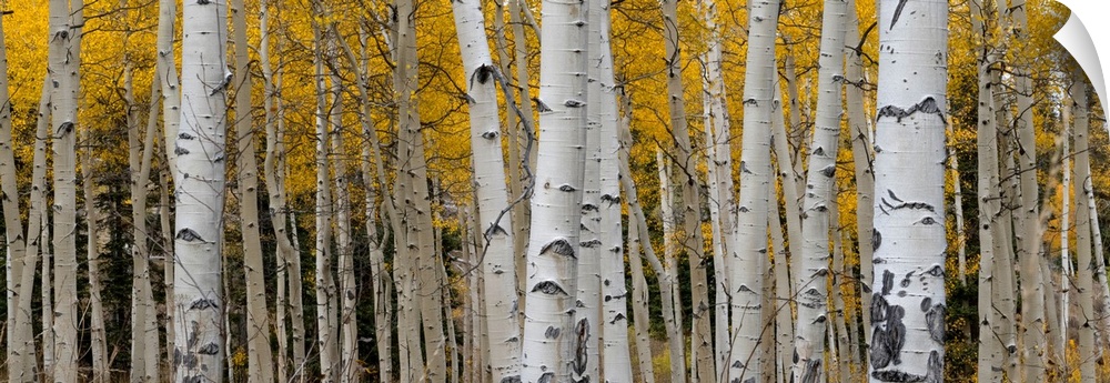 Aspen tree trunks and leaves blend in this autumn image, Rocky Mountains, Colorado, USA.