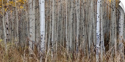 Aspen Tree Trunks, Colorado, Walden, USA