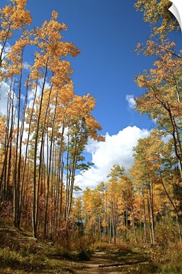 Aspen trees in fall, Santa Fe, New Mexico