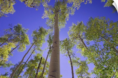 Aspen trees in fallcolor, Uncompahgre National Forest, Rocky Mountains, Colorado