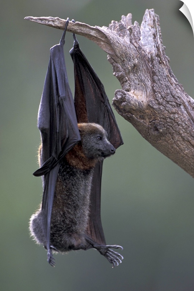 Australia, Queensland, Ipswich.Grey-headed flying fox (Pteropus poliocephalus) hanging on arms to defecate.Note: May not b...