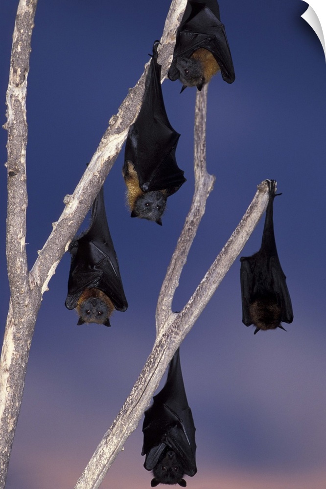 Australia, Queensland, Ipswich.Grey-headed flying foxes (Pterobus poliocephalus) and black flying foxes (Pterobus alecto) ...