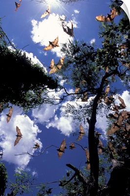 Australia, Queensland, Ipswich Little red flying foxes