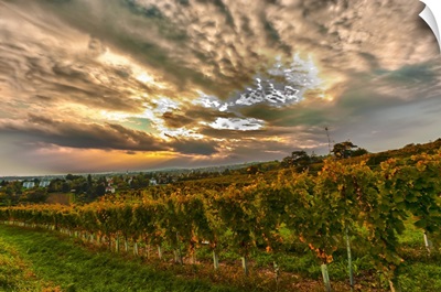 Austria, Vienna, vineyard