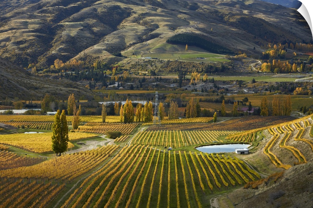 Autumn colours, Felton Road Vineyard, Bannockburn, near Cromwell, Central Otago, South Island, New Zealand
