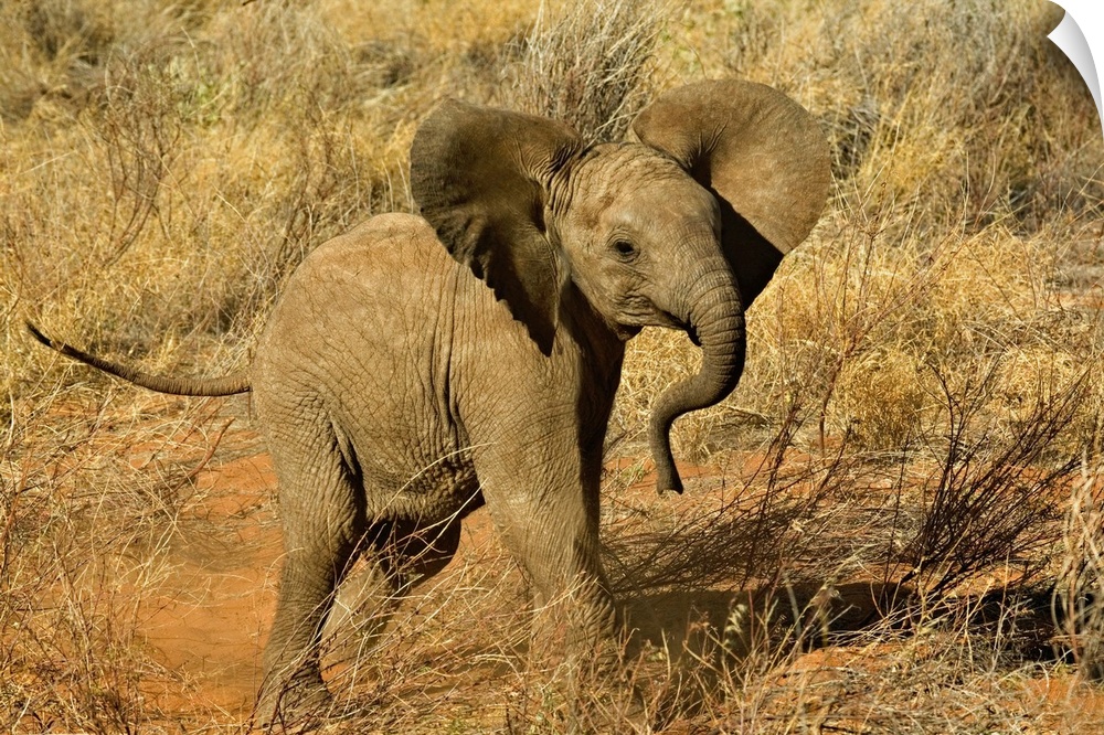 Baby African Elephant, Loxodonta Africana, Samburu Game Reserve, Kenya.