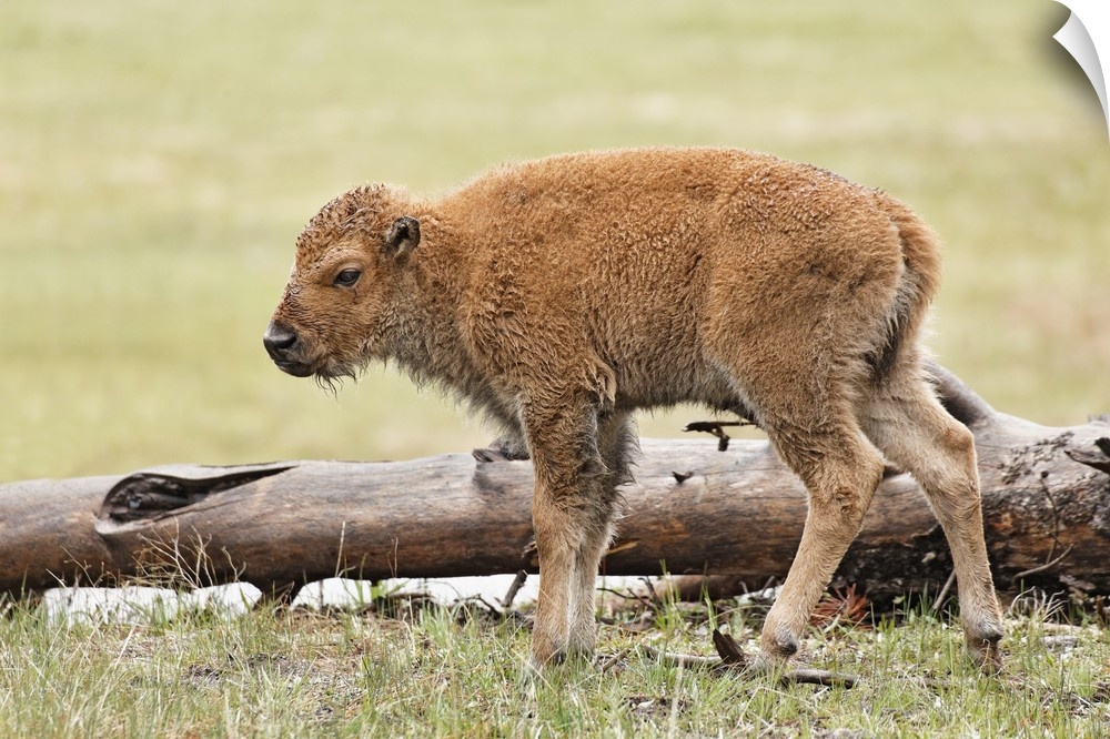 Baby Bison, Yellowstone National Park, Wyoming.