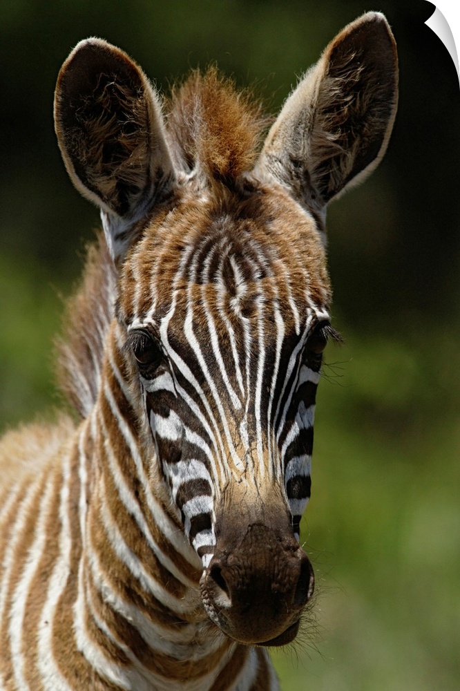 Baby Burchell's Zebra, Equus burchellii, Lake Nakuru National Park, Kenya.