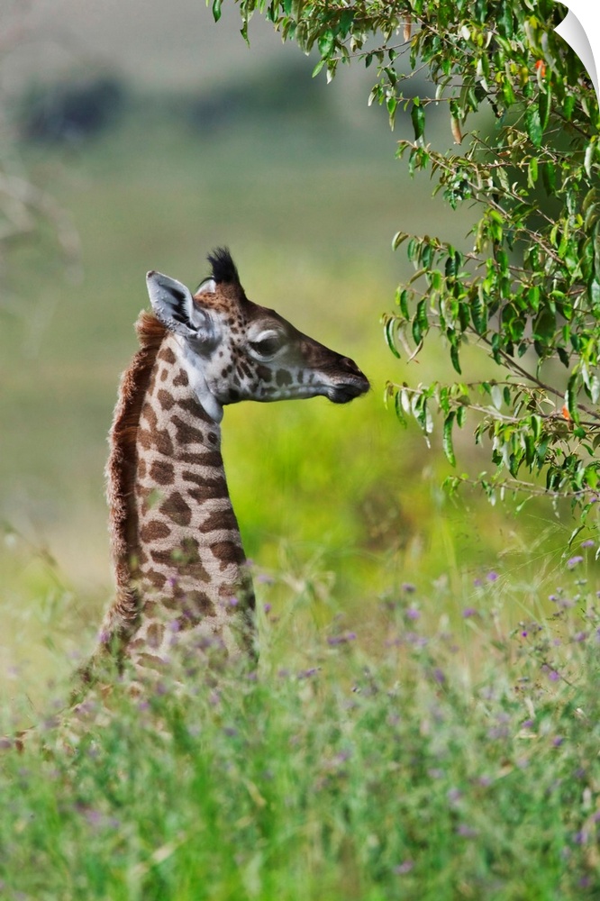 Baby giraffe, Maasai Mara National Reserve, Kenya.