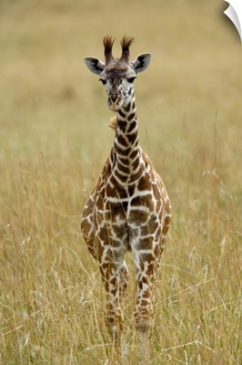 Baby Masai Giraffe, Giraffa Camelopardalis Tippelskirchi, Masai Mara Game Reserve, Kenya