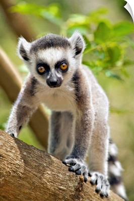 Baby Ring-Tailed Lemur, Anja Private Community Reserve, Ambalavao, Southern Madagascar