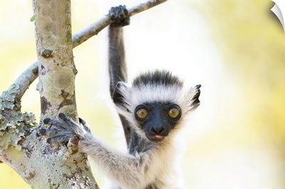 Baby Verreaux's Sifaka, Madagascar