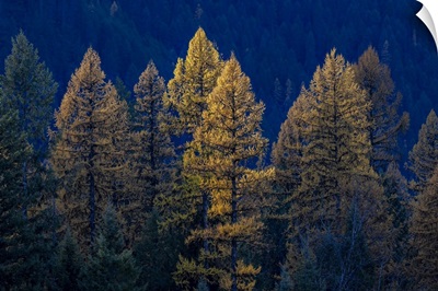 Backlit Autumn Larch Trees In The Kootenai National Forest. Montana, USA