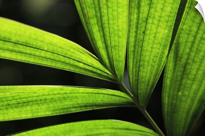 Backlit rainforest plants create abstract pattern, Cairns, Queensland, Australia