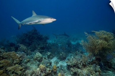 Bahamas, New Providence Island, Caribbean Reef Sharks