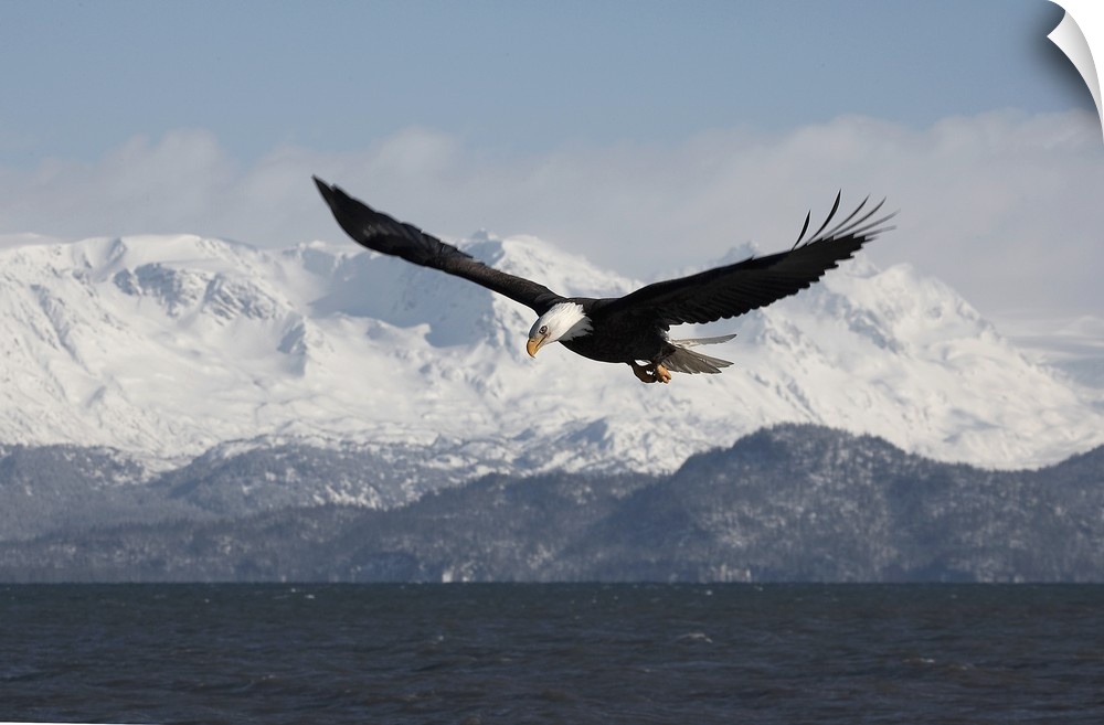 Bald Eagle in Flight.Haliaeetus leucocephalus.Homer Alaska, 2006
