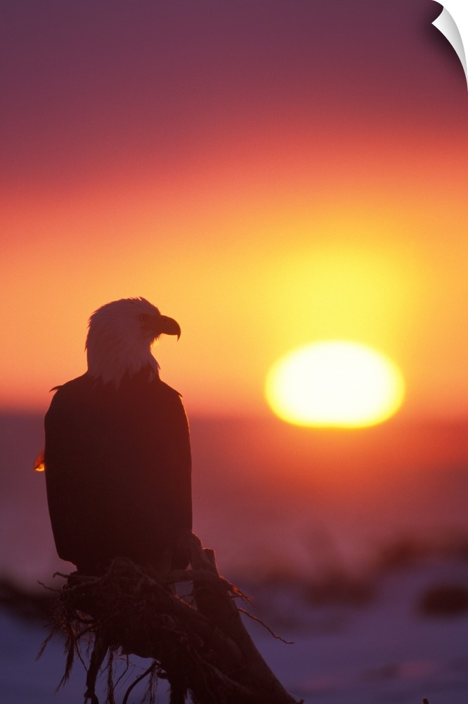 Bald Eagle (Haliaeetus leuccocephalus) silhouette at sunset in Katchemack Bay, Alaska.