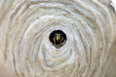 Bald-faced hornet, Vespula maculata, emerging from nest, Ontario